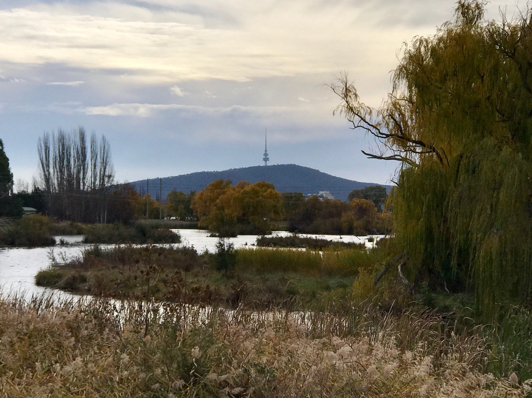 Jerrabomberra Wetland景点图片