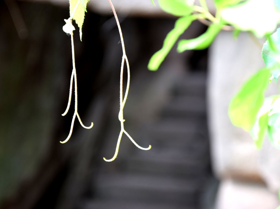 淄博鲁山国家森林公园-淄博市必去景点