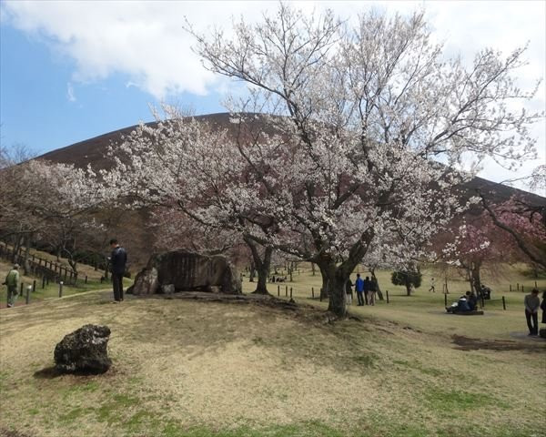 Sakura no Sato景点图片