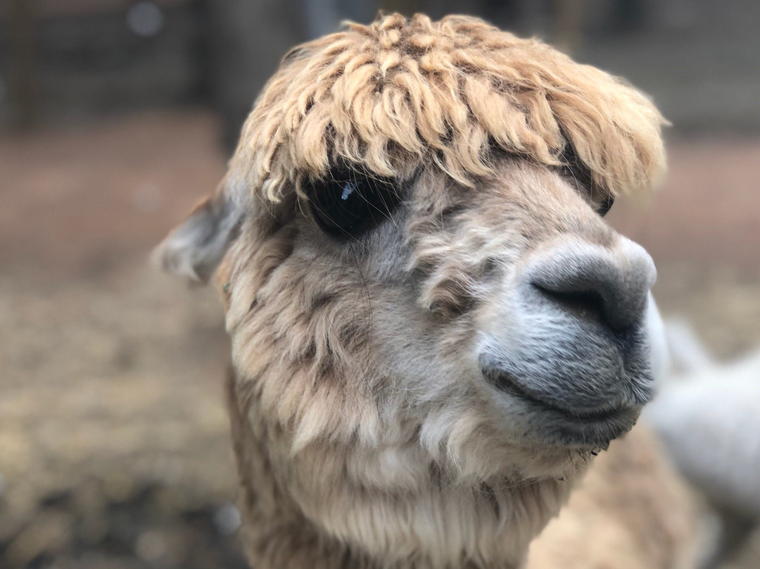 Yarralumla Play Station-堪培拉必去景点