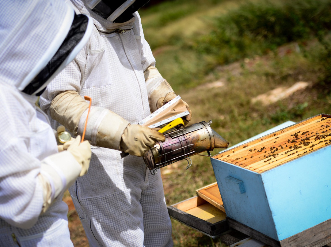 Reagan's Honey-大开曼岛必去景点