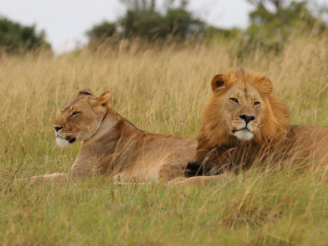The Safari Lodge- Amakhala Game Reserve主图