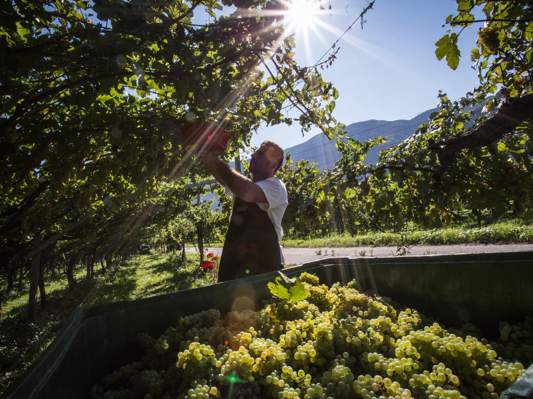 Cantina Roverè della Luna Aichholz景点图片