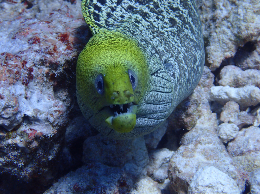 Equator Diving and Sp主图