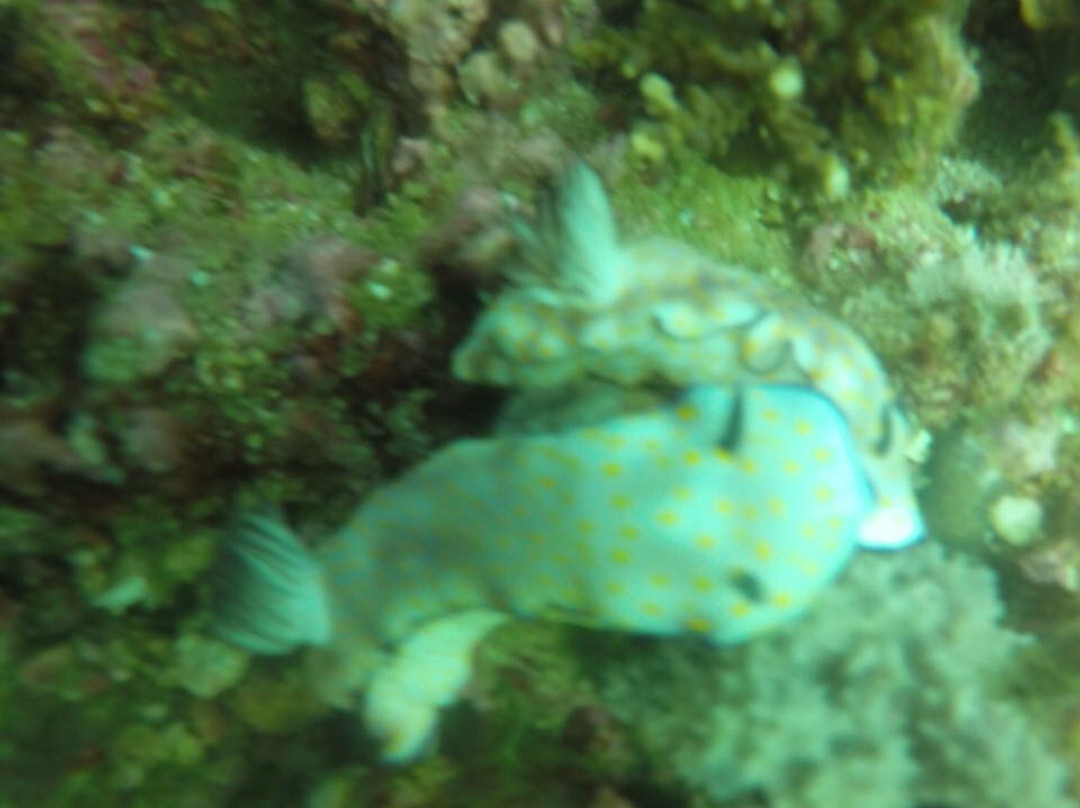 Musandam Discovery Diving-海塞卜必去景点