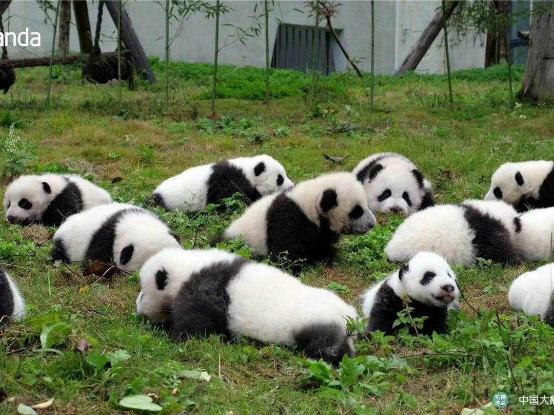 中国保护大熊猫研究中心景点图片
