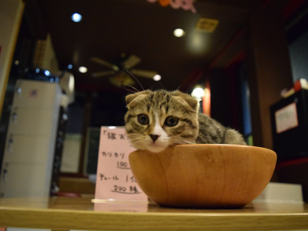 Cat Cafe Neko with fortune telling-别府市必去景点