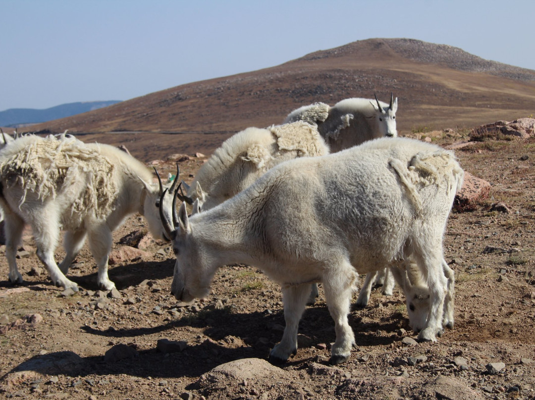 Beartooth Basin-科迪必去景点