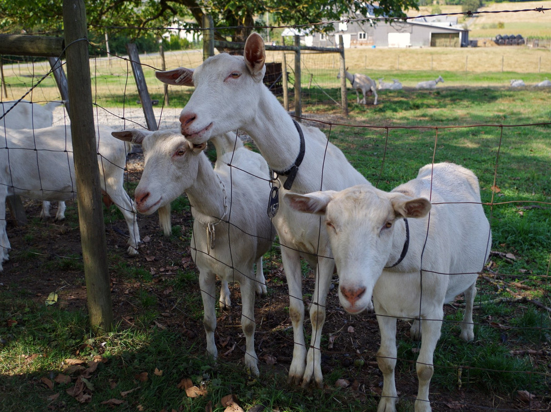 Milner Valley Cheese-兰里市必去景点