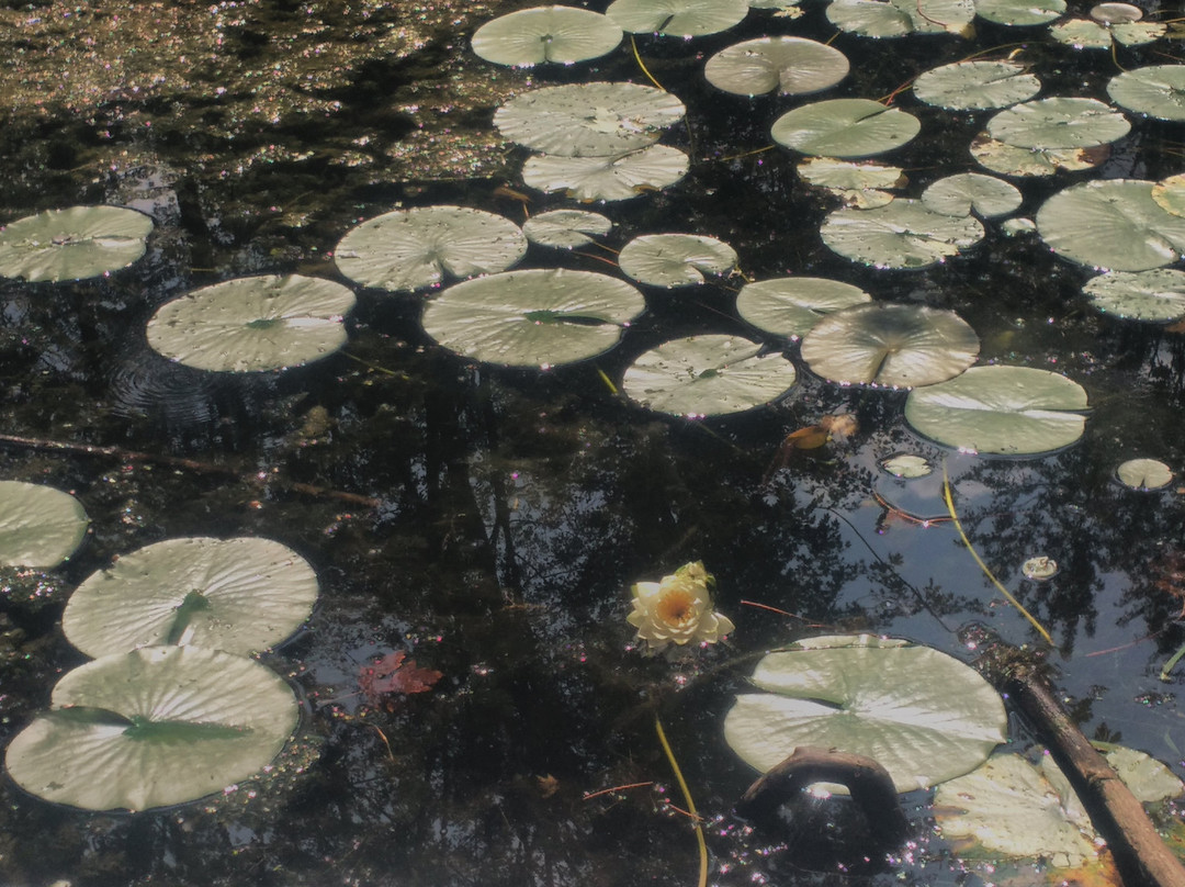 University of Guelph Arboretum-贵湖必去景点