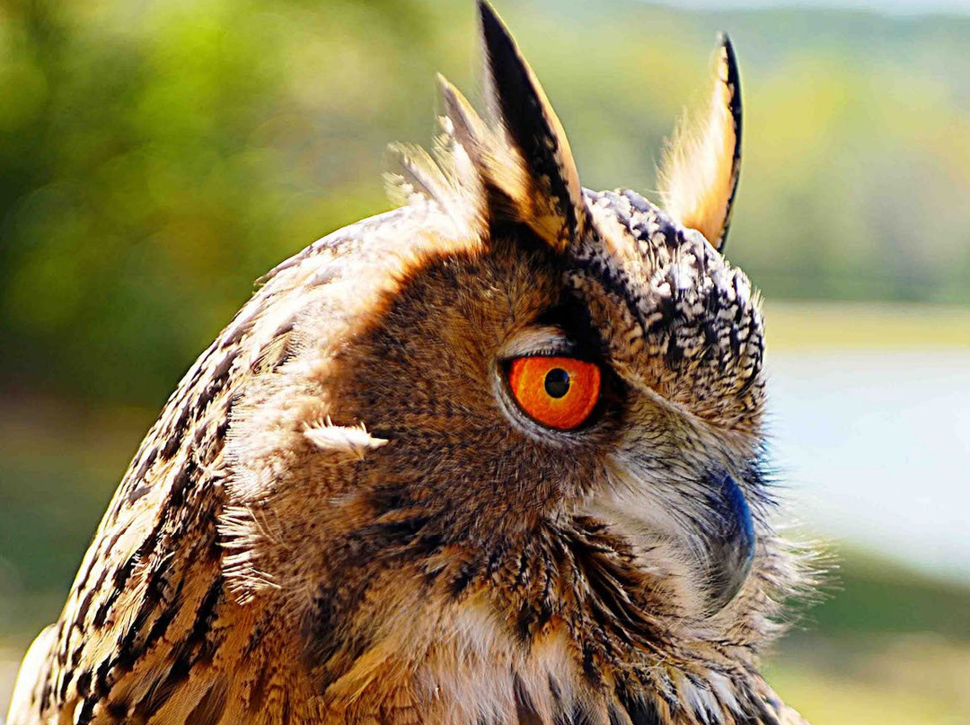 Georgia Mountain Falconry-达洛尼加必去景点