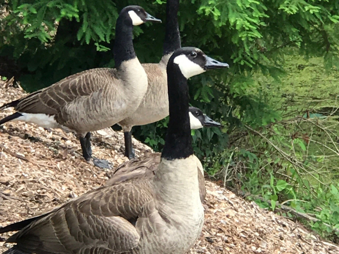 Hovey Lake Fish and Wildlife Area-Mount Vernon必去景点