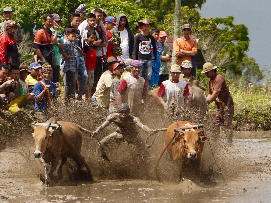 Bull Race Festival-Payakumbuh必去景点