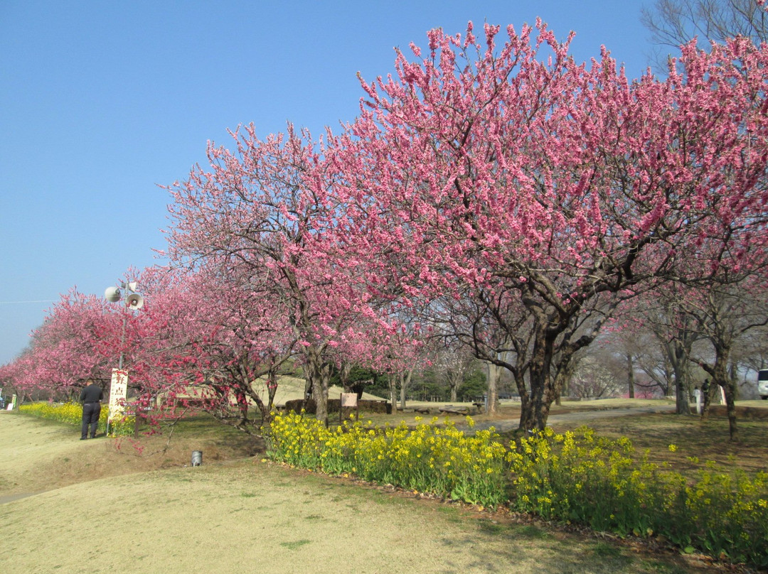 Koga Peach Matsuri-古河市必去景点