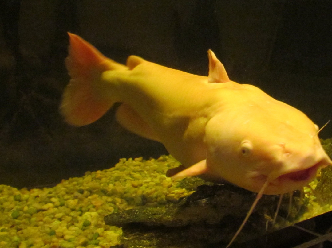 Welaka State Forest-Welaka必去景点