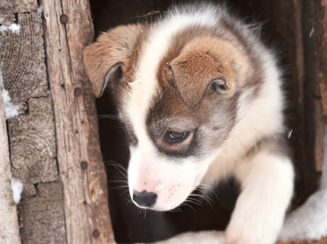 Trapper's Station-朗伊尔城必去景点