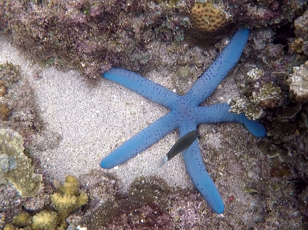 Sasa Tours-Bunutan必去景点