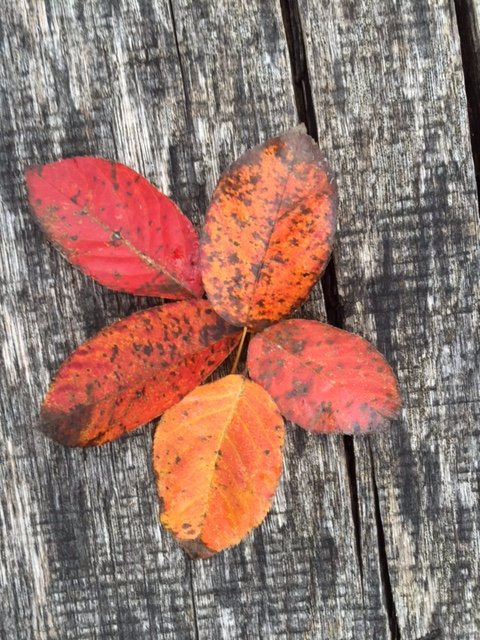 Gymnicher Mühle Nature Park Center-Erftstadt必去景点