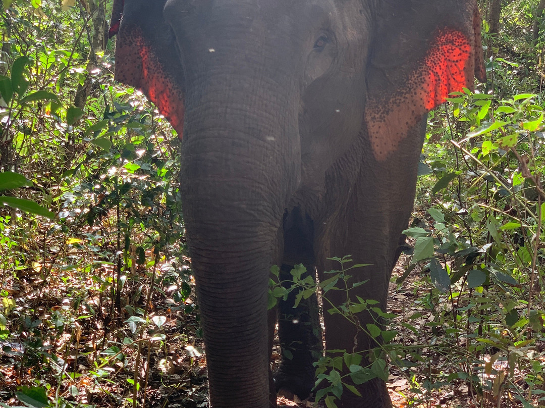 Elephant Valley Project-森莫诺隆必去景点