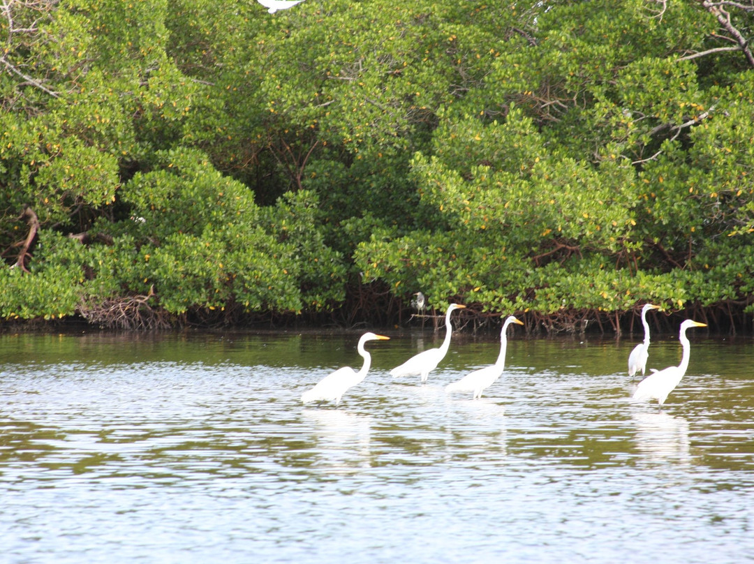 Cocohatchee Nature Adventures-那不勒斯必去景点