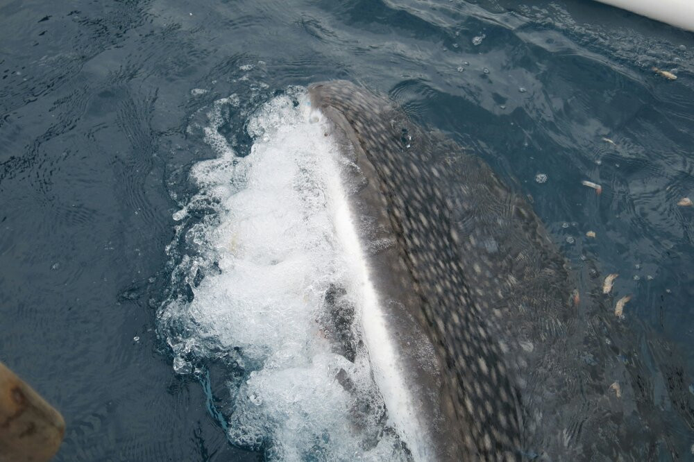 Whale Shark Sightseeing Spot景点图片