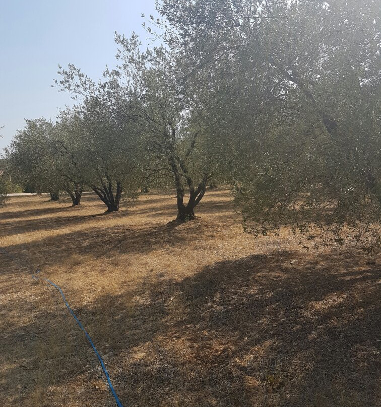 Domaine Stalenq Huile D'Olive景点图片