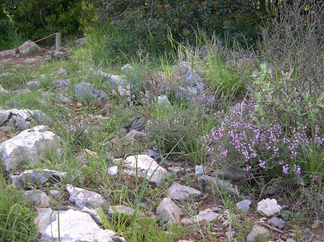 Orto botanico di Montemarcello景点图片