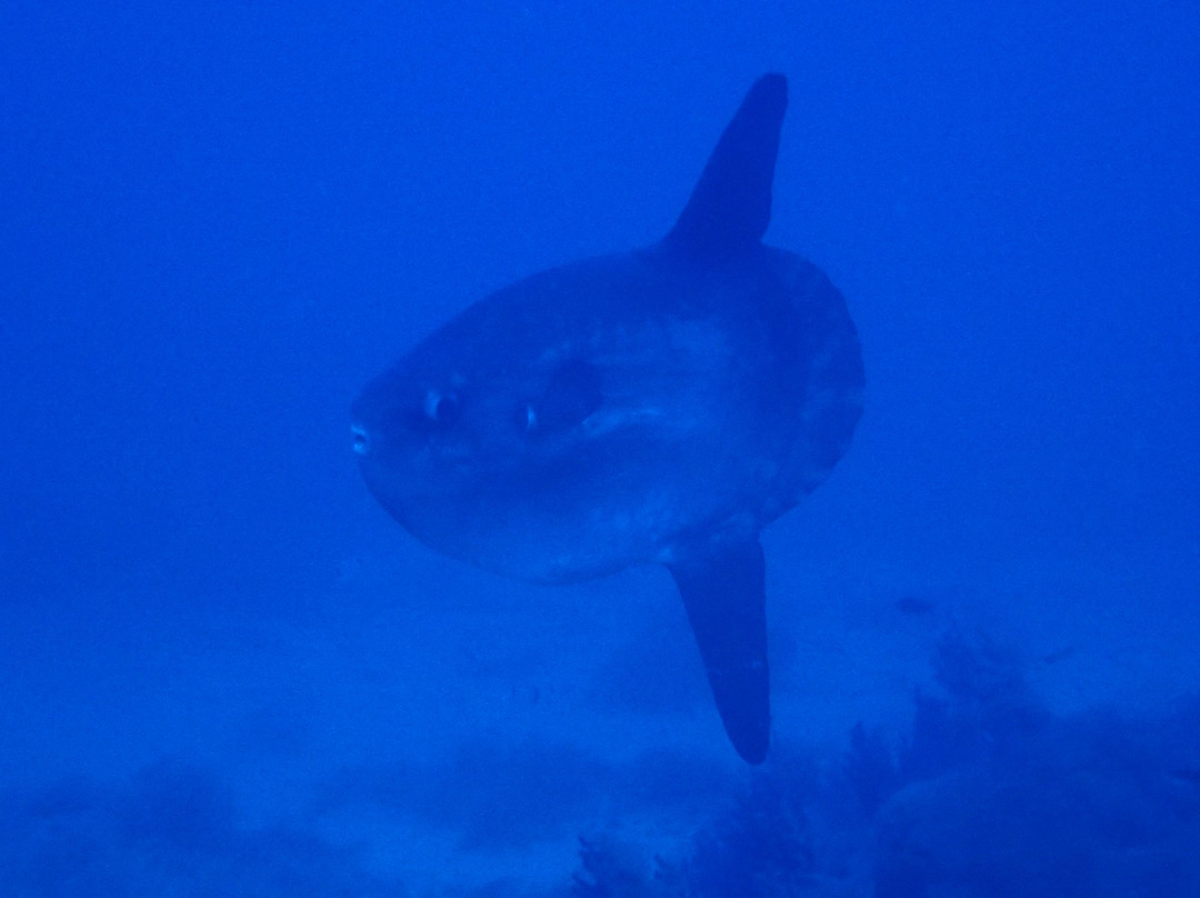Batrakos Diving-Castelsardo必去景点