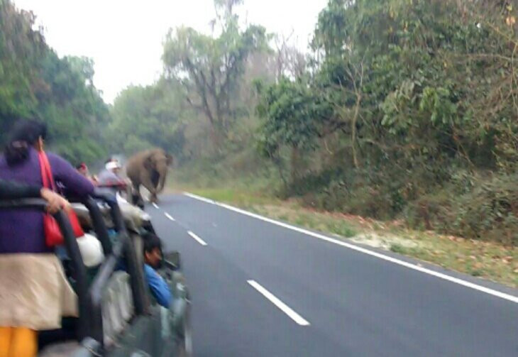 Chapramari Wildlife Sanctuary景点图片