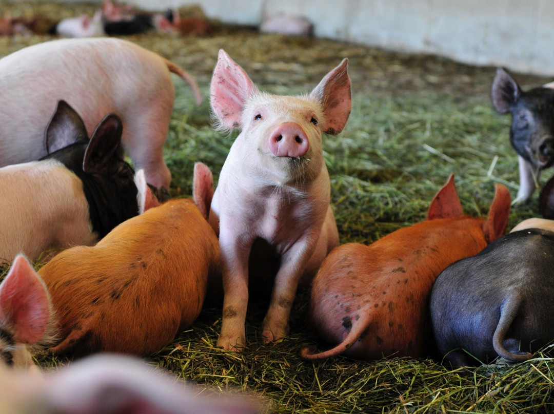 Waseda Farms-Baileys Harbor必去景点