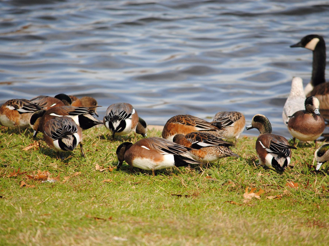 Northwest Park-欧文必去景点