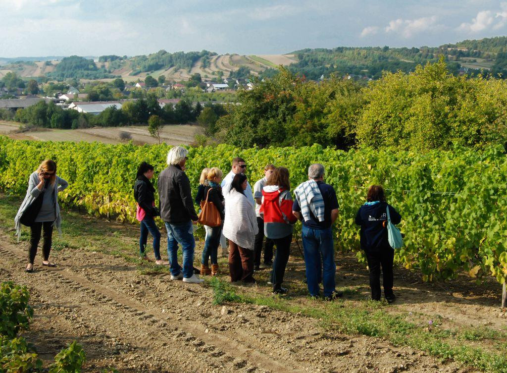 Lipowiec Vineyard景点图片
