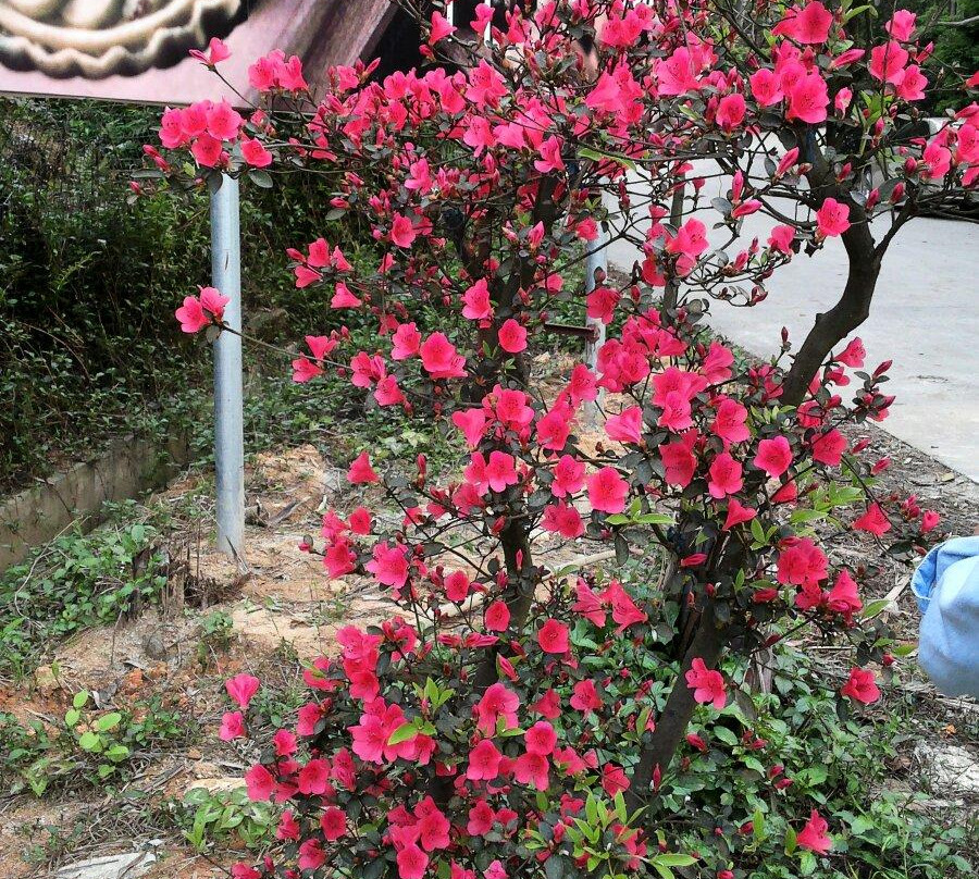 叱石山-江门市必去景点