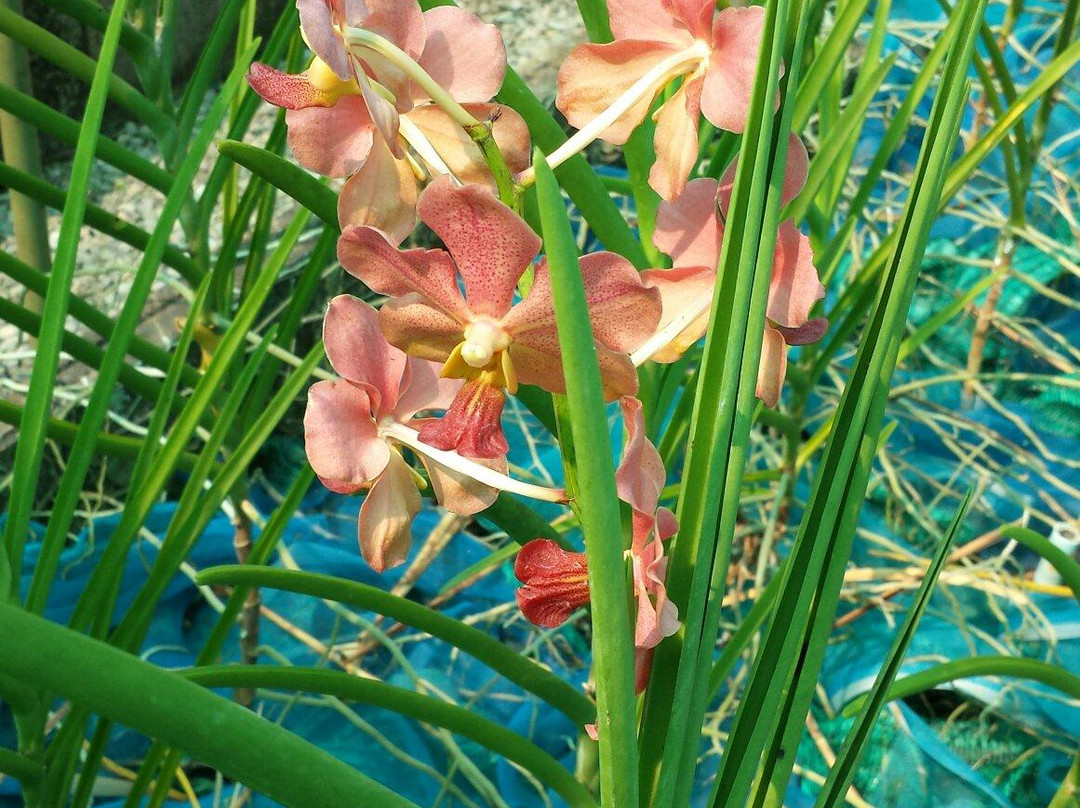 Udon Sunshine Fragrant Orchid Farm景点图片