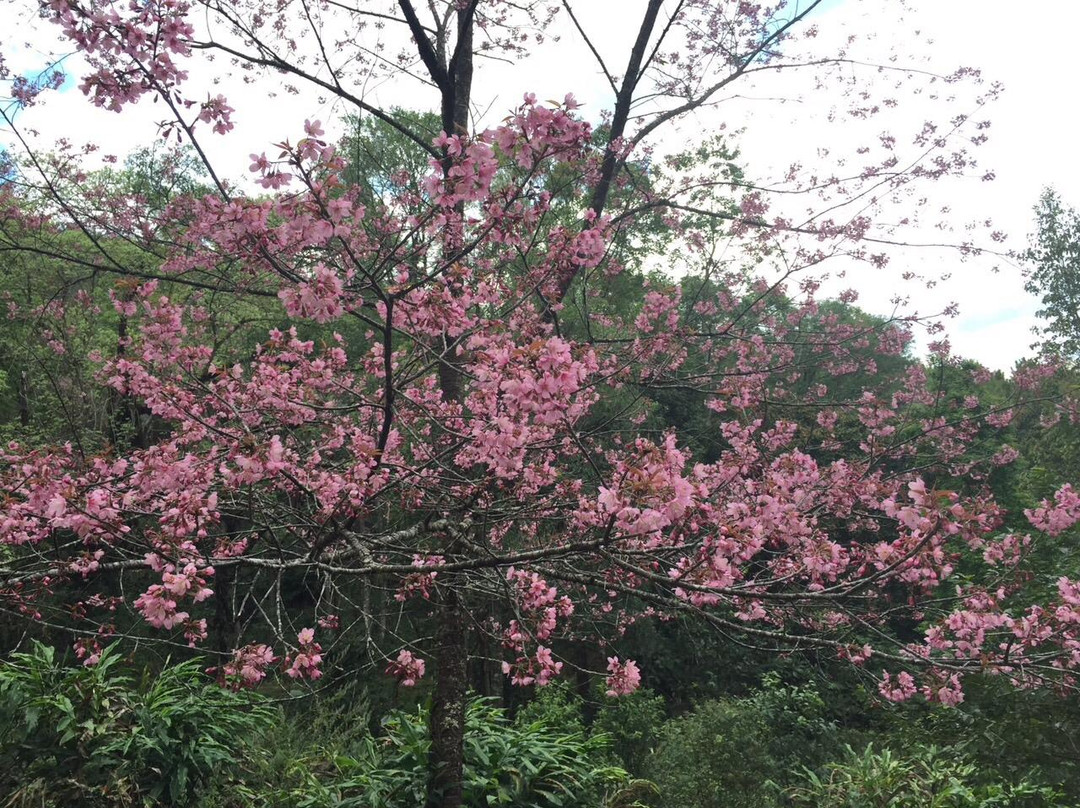 Doi Come Fah-清佬必去景点