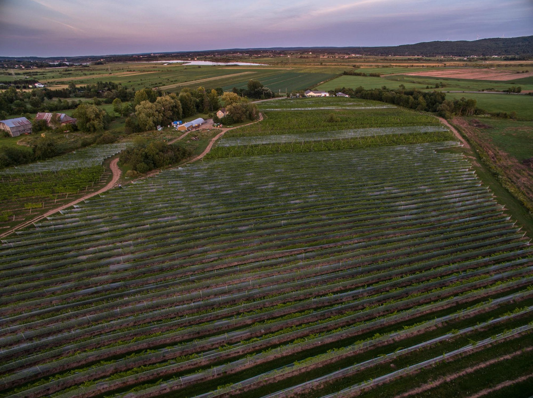 Sainte-Famille Wines Limited-Falmouth必去景点