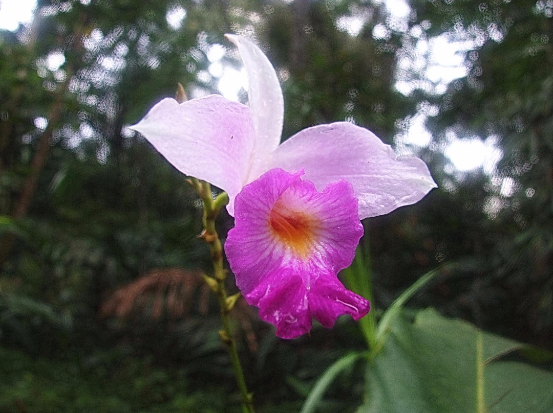Hala-Bala Wildlife Sanctuary景点图片