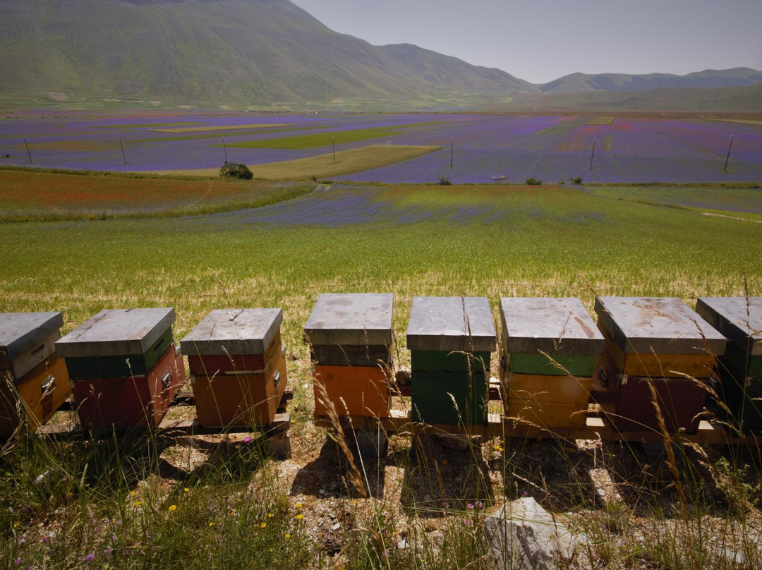 Il Massaro Apicoltura景点图片