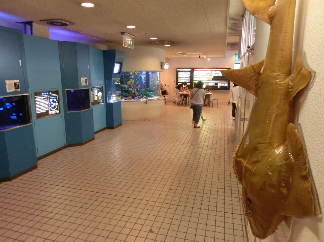 Hekinan Seaside Aquarium - Hekinan Youth Maritime Science Museum景点图片