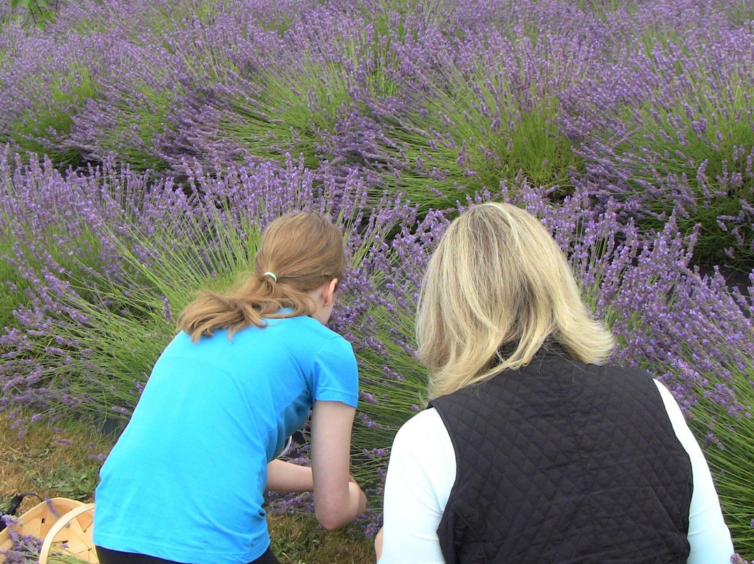 Castle Rock Lavender景点图片