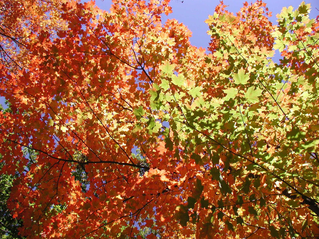 Clegg Memorial Garden-拉斐特必去景点