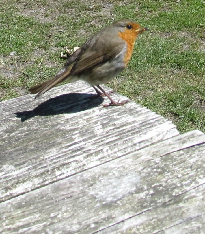 Ynys Hir Wildlife Reserve景点图片