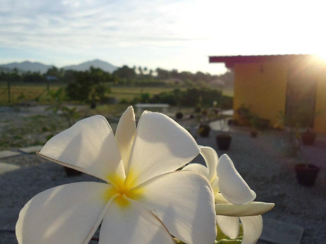 Yoga Now Langkawi景点图片