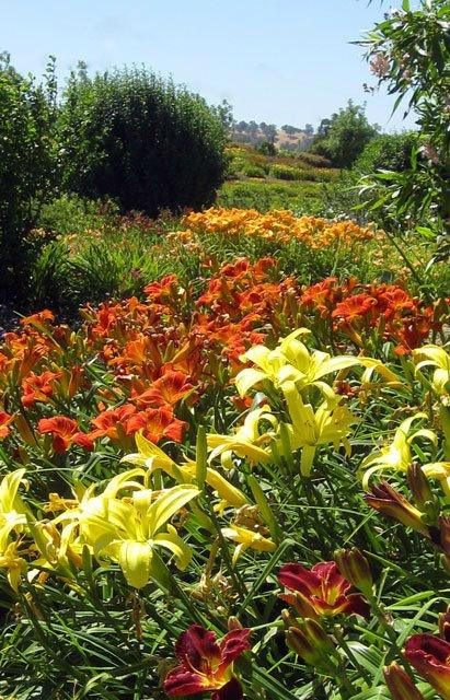 Amador Flower Farm景点图片