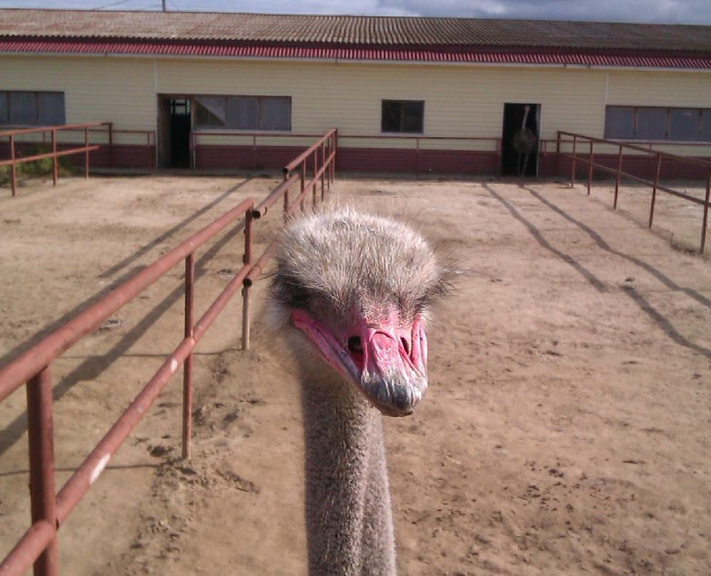 Ostrich Farm Russian Ostrich景点图片
