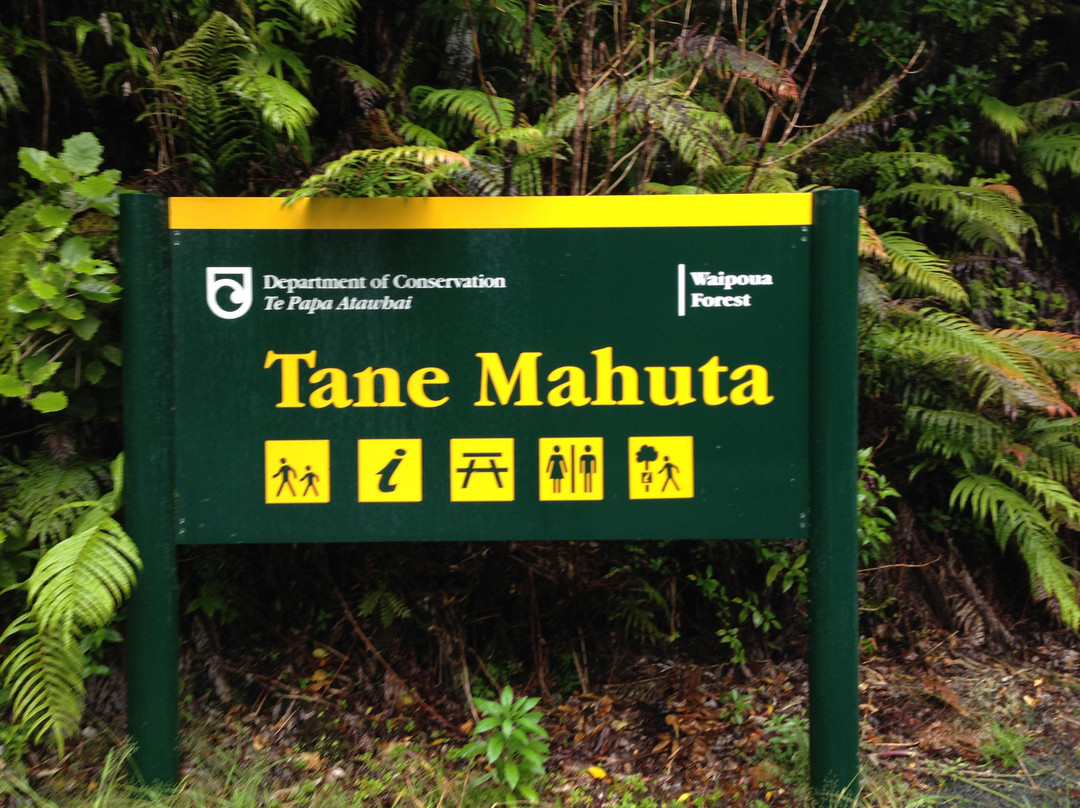 Tane Mahuta Walk景点图片