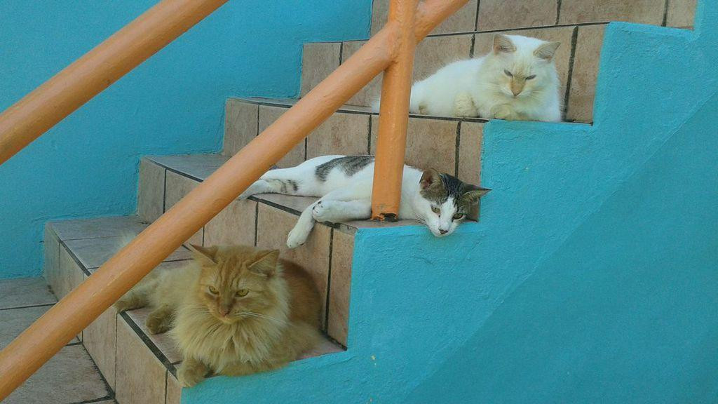 Isla Verde Tennis Club-卡罗来纳必去景点