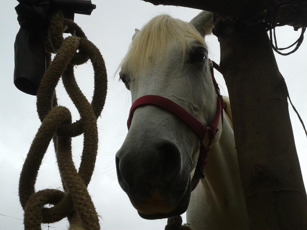 Les Chevaux du Maido景点图片