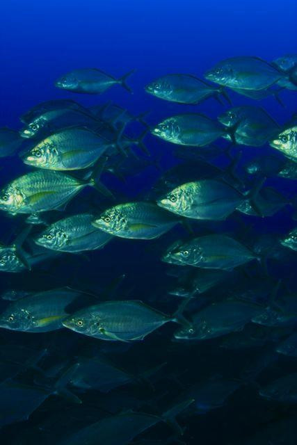 Flores Dive Center-Faja Grande必去景点