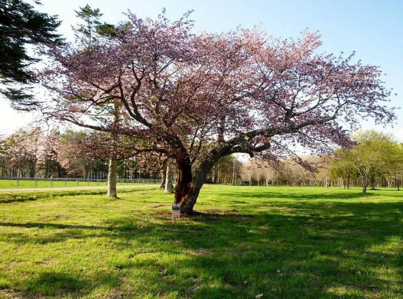 JRA Hidaka Ikusei Ranch-浦河町必去景点